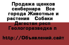 Продажа щенков сенбернара - Все города Животные и растения » Собаки   . Дагестан респ.,Геологоразведка п.